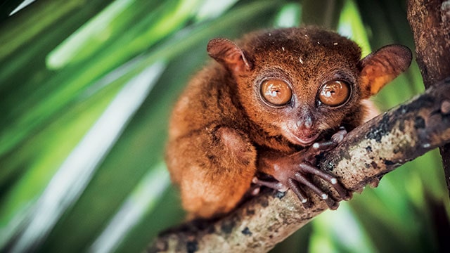 Tarsius Barat, Si Mata Bola Endemik Sumatra