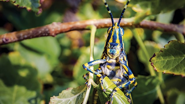 Fakta unik belalang caelifera