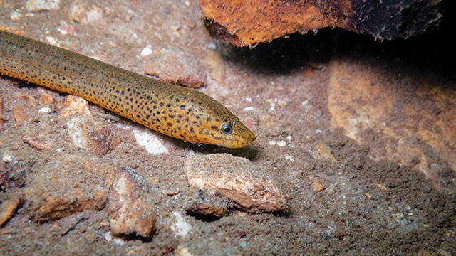 Belut Sawah, Si Lincah Penghuni Lahan Berlumpur