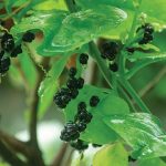 Binahong, Khasiatnya Beken dari Korea Sampai Hawaii