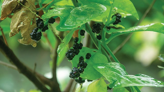 Binahong, Khasiatnya Beken dari Korea Sampai Hawaii