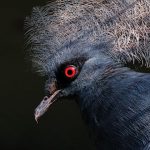 Bagaikan Ratu, Ada Mahkota di Kepala Burung Mambruk