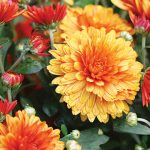 Pembasmi Alami Hama Krisan