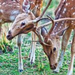 Lebih Dekat dengan Rusa Totol, Primadona Istana Bogor