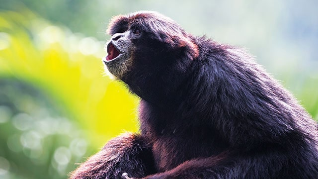 Foto siamang sedang bernyanyi