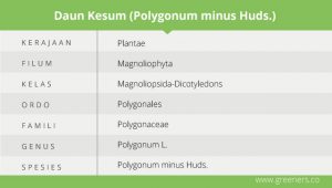 Menilik Daun Kesum, Rempah Pelengkap Hidangan Laksa