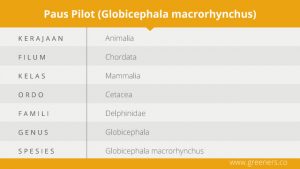 Paus Pilot, Si Ahli Navigasi yang Setia Kawan