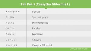 Bahan Masak-masakan Masa Kecil ini Ternyata Benalu Mematikan, Tali Putri