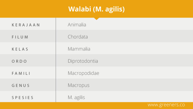 Klasifikasi Walabi Papua