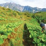 Walhi: Permen Pembangunan Food Estate Perdalam Masalah Lingkungan