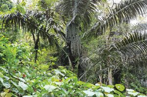 Pohon Aren, Asal Rasa Manis dari Minuman Boba