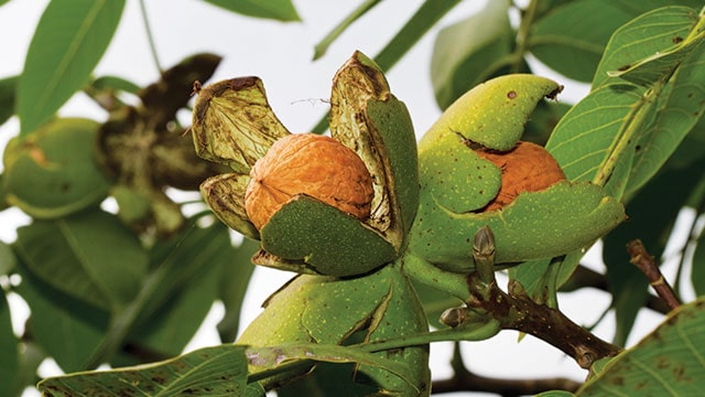 Mengenal Walnut Alias Kenari yang Lezat nan Kaya Manfaat