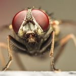 Lalat Rumah, Serangga Nakal Pembawa Penyakit