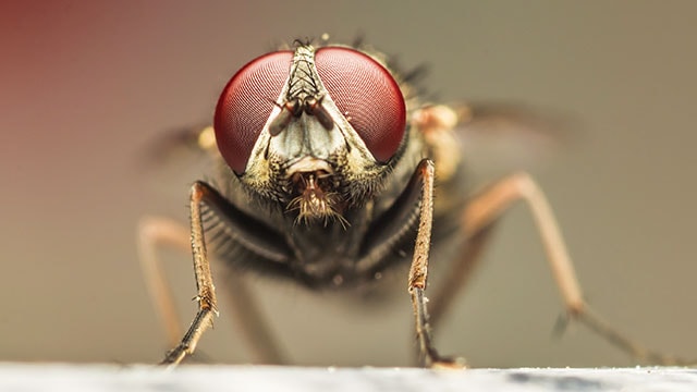 Lalat Rumah, Serangga Nakal Pembawa Penyakit