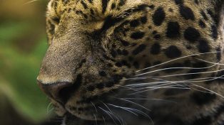 Macan Tutul Jawa, Kucing Besar Terakhir di Tanah Sunda
