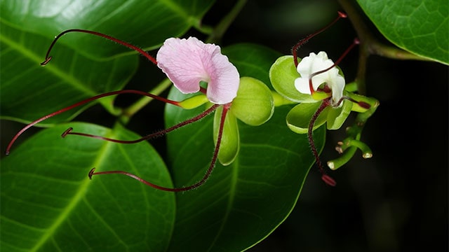 bunga pohon merbau