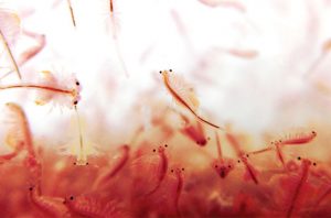 artemia