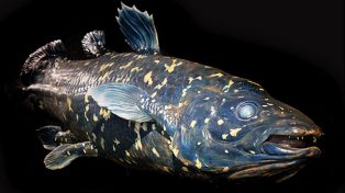 Ikan Raja Laut  Hewan Air Purba yang Sempat Dinyatakan Punah