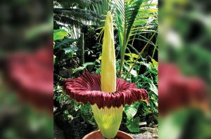 titan arum