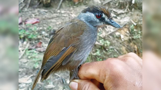burung pelanduk kalimantan