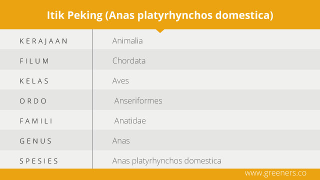 taksonomi itik peking