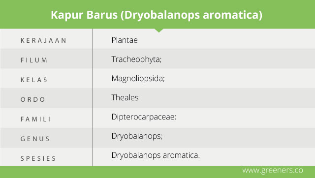 taksonomi kapur barus