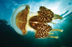 ubur-ubur mastigias papua