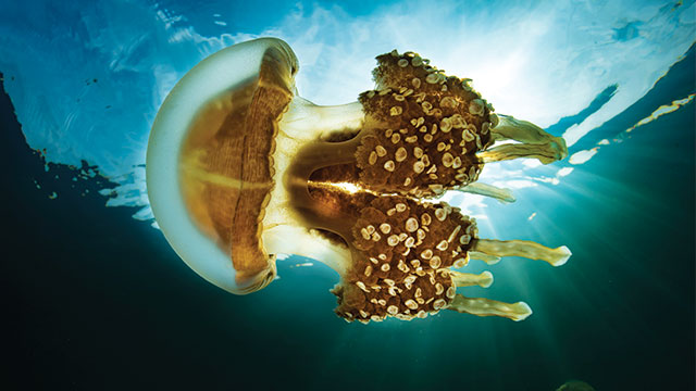 ubur-ubur mastigias papua