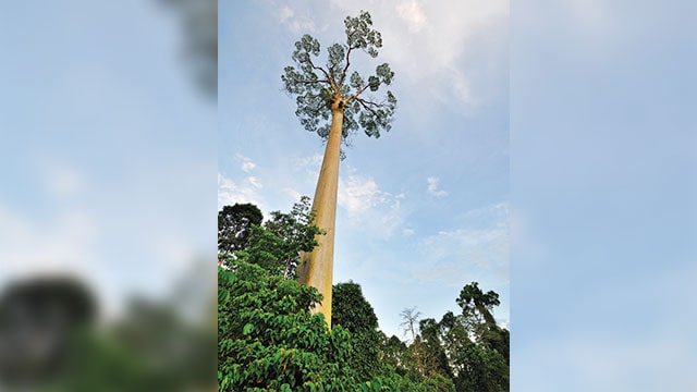 Pohon Meranti, Penghasil Kayu Berkualitas dan Berbuah Unik