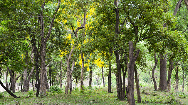 Pohon Cendana, Kayu Wangi Asli NTT yang Rentan Punah - Greeners.Co