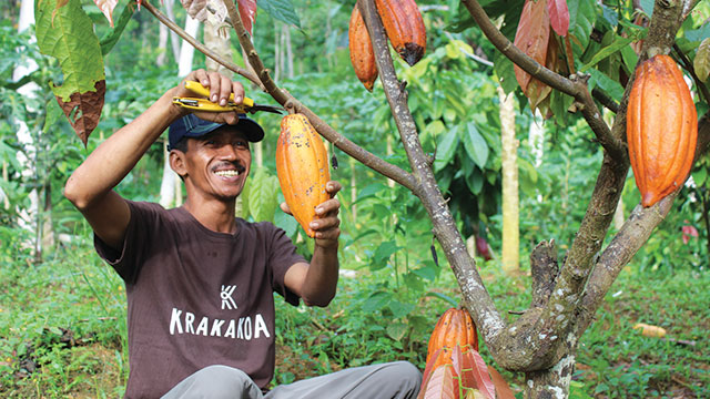 Petani Krakakoa