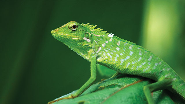 Bunglon Surai Si Hijau Lincah yang Mampu Berubah Warna