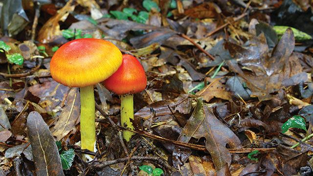 Jamur Amanita Jacksonii