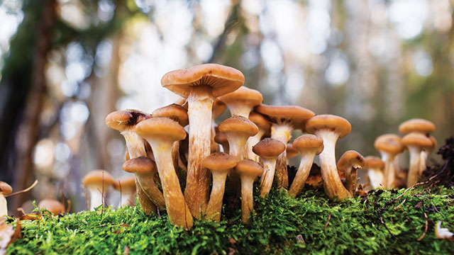 Jamur Armillaria Mellea