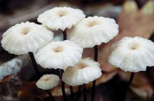 Fungi Marasmius