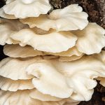 Fungi Lentinus