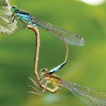 Inshnura Elegans Capung ekor biru