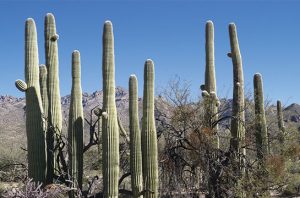 Kaktus Saguaro Spesies Tanaman Gurun
