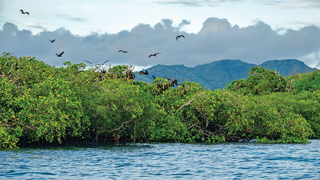 Rehabilitasi mangrove