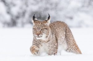 Kucing Lynx