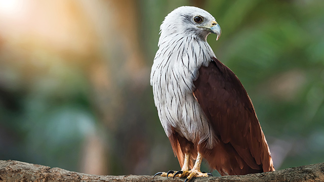 Burung rajawali