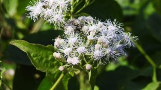 Gambar Tanaman Kirinyuh