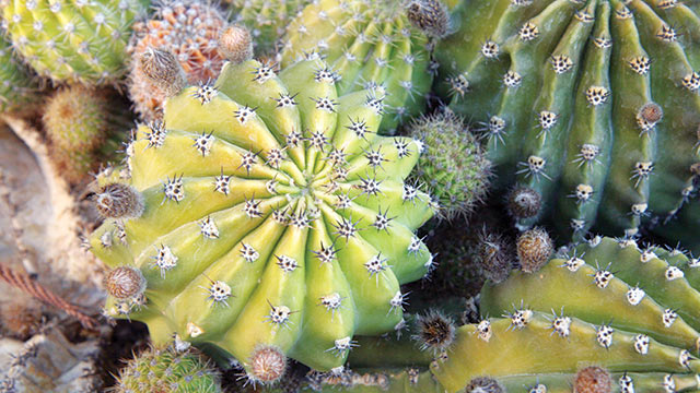 Ferocactus Echidne, Spesies Kaktus Unik Berbentuk Tong - Greeners.Co