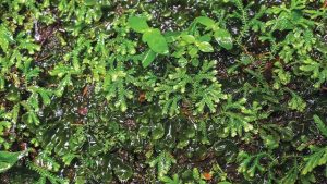 Tumbuhan Rane, Kerabat Paku yang Berkhasiat Tinggi