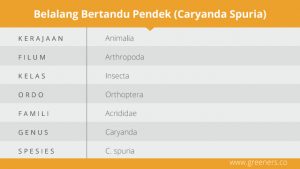 Caryanda Spuria, Belalang Bercorak Indah dari Asia Tenggara