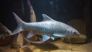Semah Ikan Semah, Bahan Makanan Bergizi dan Bernilai Tinggi