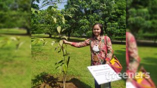 Dipterocarpus Cinereus Penghuni Baru Kebun Raya Cibinong dipterocarpus-cinereus-penghuni-baru-kebun-raya-cibinong