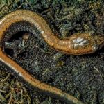 Plethodon cinereus dikenal sebagai eastern red-backed salamander atau salamander punggung merah timur. Foto: Inaturalist