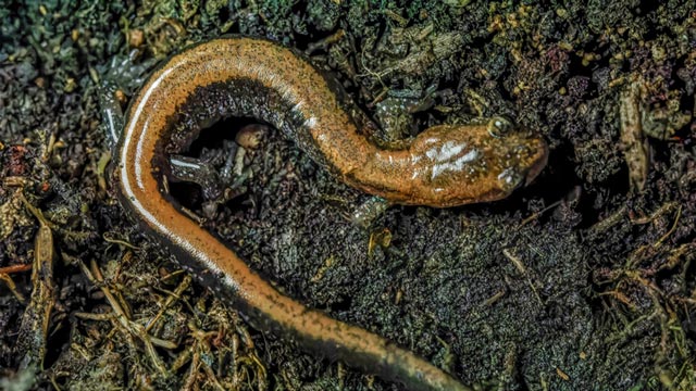 Plethodon cinereus dikenal sebagai eastern red-backed salamander atau salamander punggung merah timur. Foto: Inaturalist