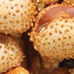 Golden scalycap (Pholiota aurivella). Foto: Inaturalist